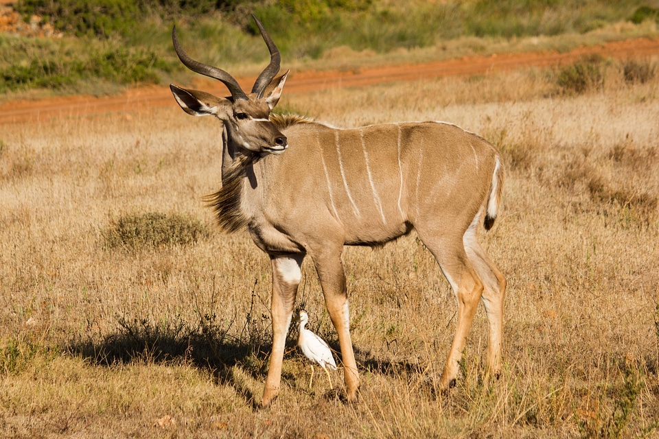 Animal wild animal large kudu