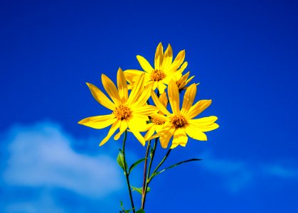 Daisies