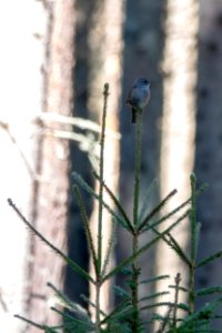 (Passeriformes: Prunellidae) Prunella modularis, Järnsparv / Dunnock