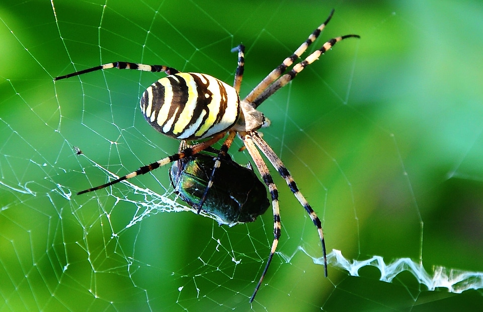 Booty nature insect