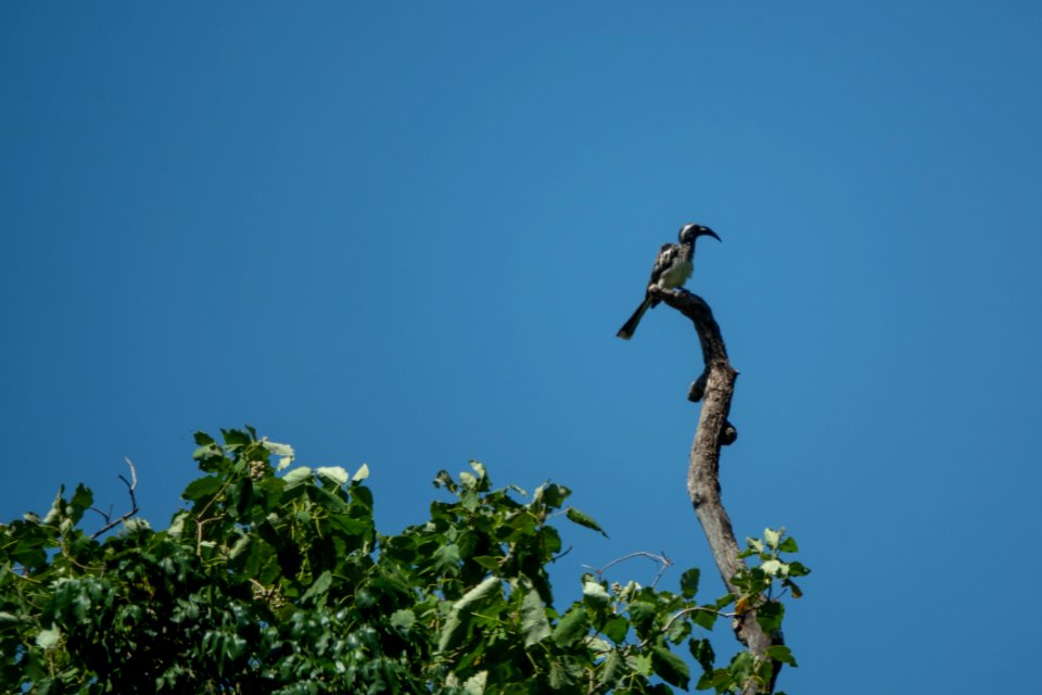 (Bucerotiformes: Bucerotidae) Lophoceros nasutus, Gråtoko / African grey hornbill