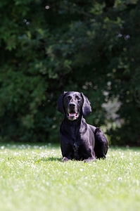German short hair hunting dog black