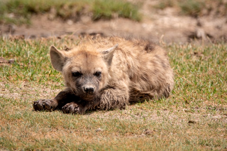 (Carnivora: Hyaenidae) Crocuta crocuta, Fläckig hyena / Spotted hyena