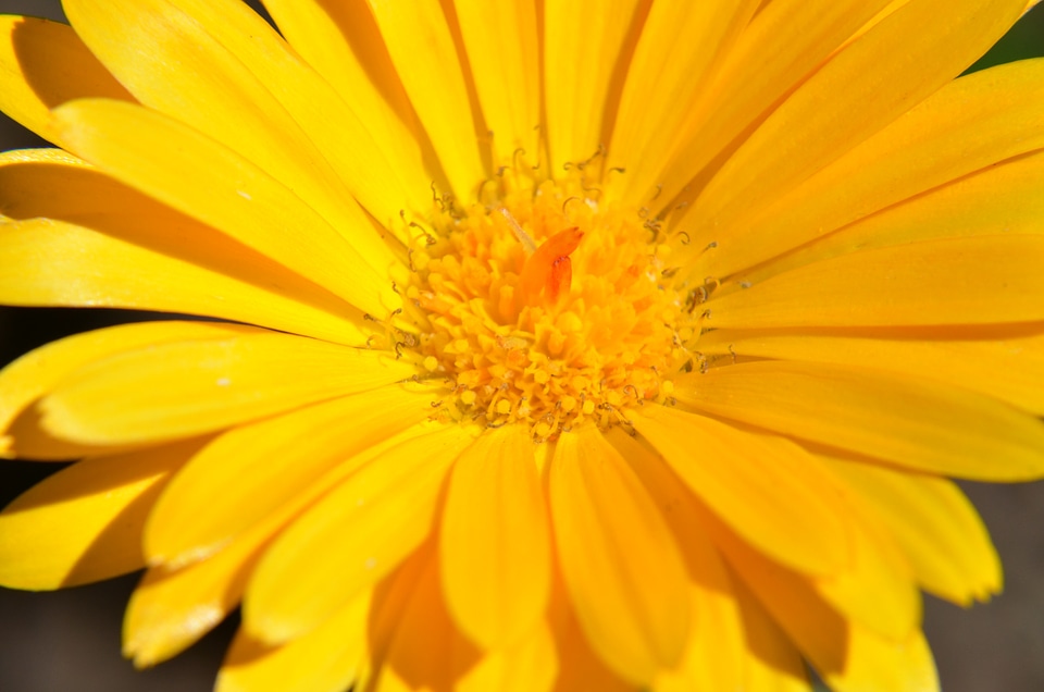 Fresh spring yellow