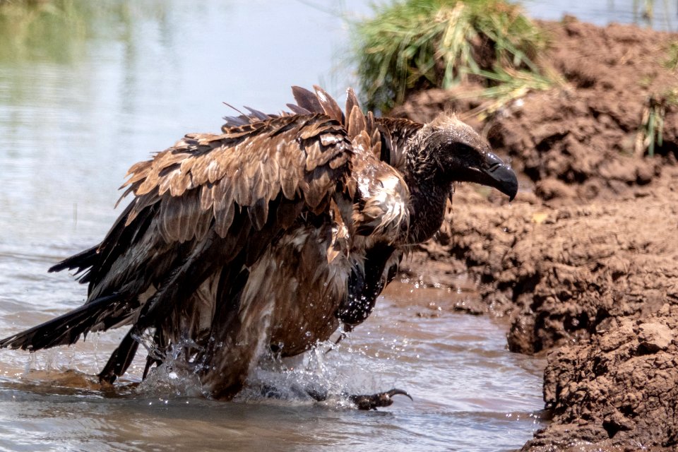 (Accipitriformes: Accipitridae) Gyps africanus, Vitryggig gam / White-backed vulture