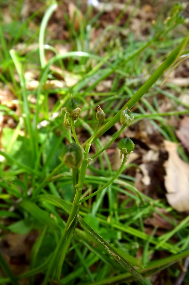 Tratema cf. umbellata