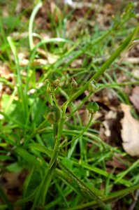 Tratema cf. umbellata