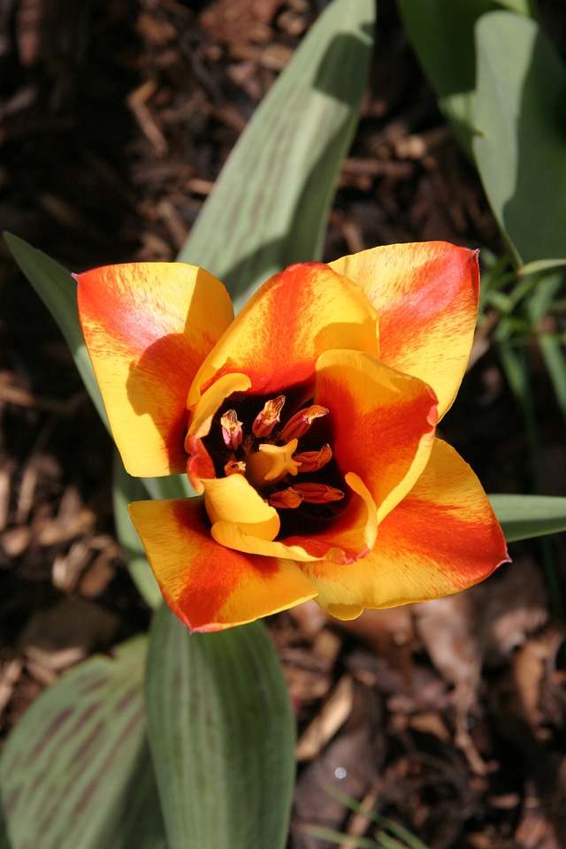 Sunshine floral decoration