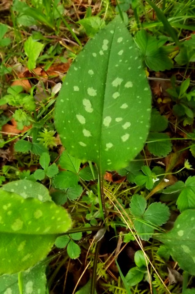 Pulmonaria cf. affinis