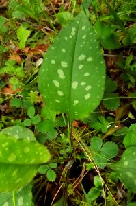 Pulmonaria cf. affinis