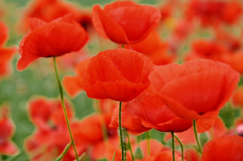 Poppy nature meadow flower