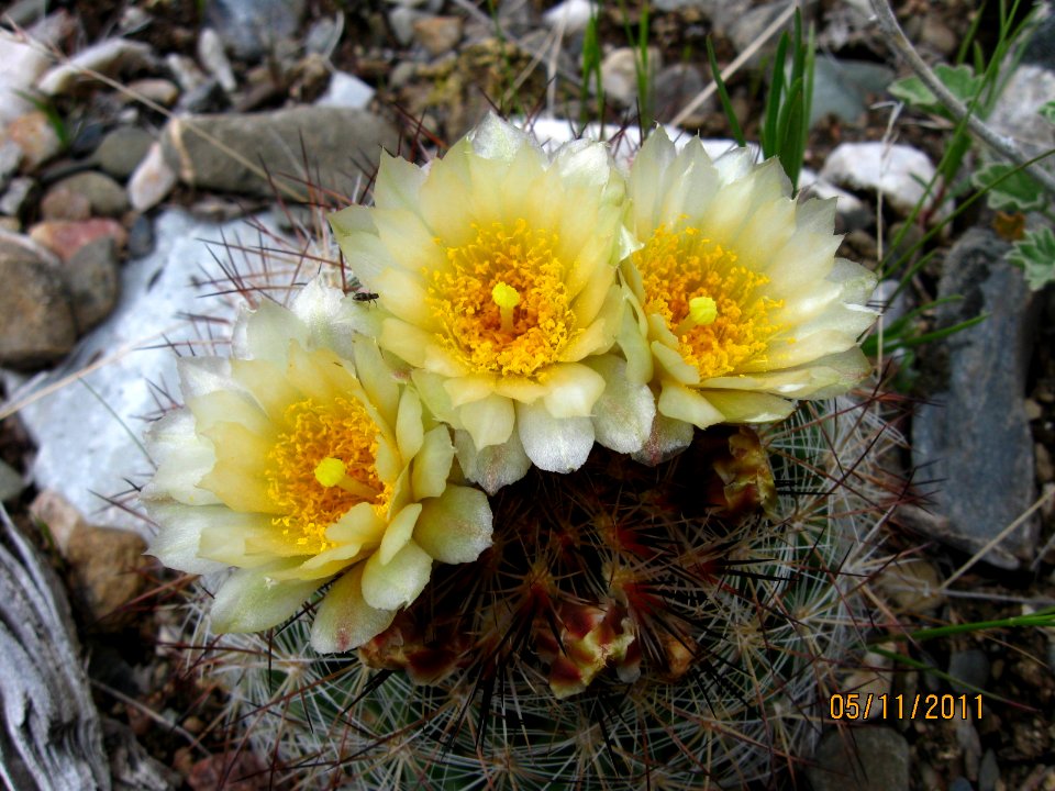 32 nonplot cactus3 06032011110618