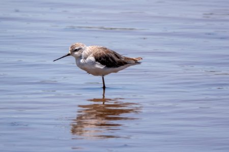 (Charadriiformes: Scolopacidae) Tringa stagnatilis, Dammsnäppa / Marsh sandpiper