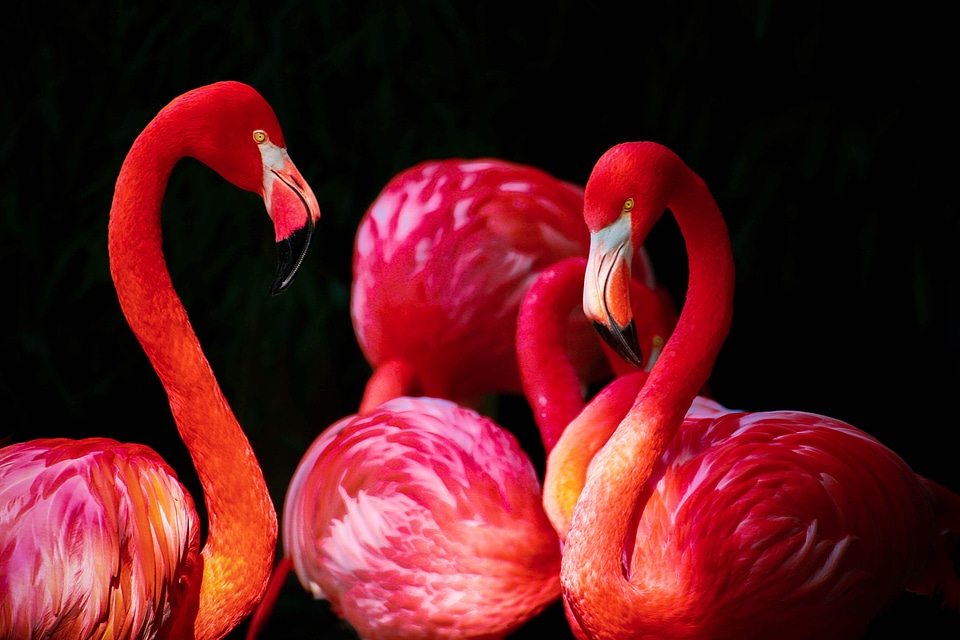 Phoenicopteriformes caribbean flamingo phoenicopterus ruber photo