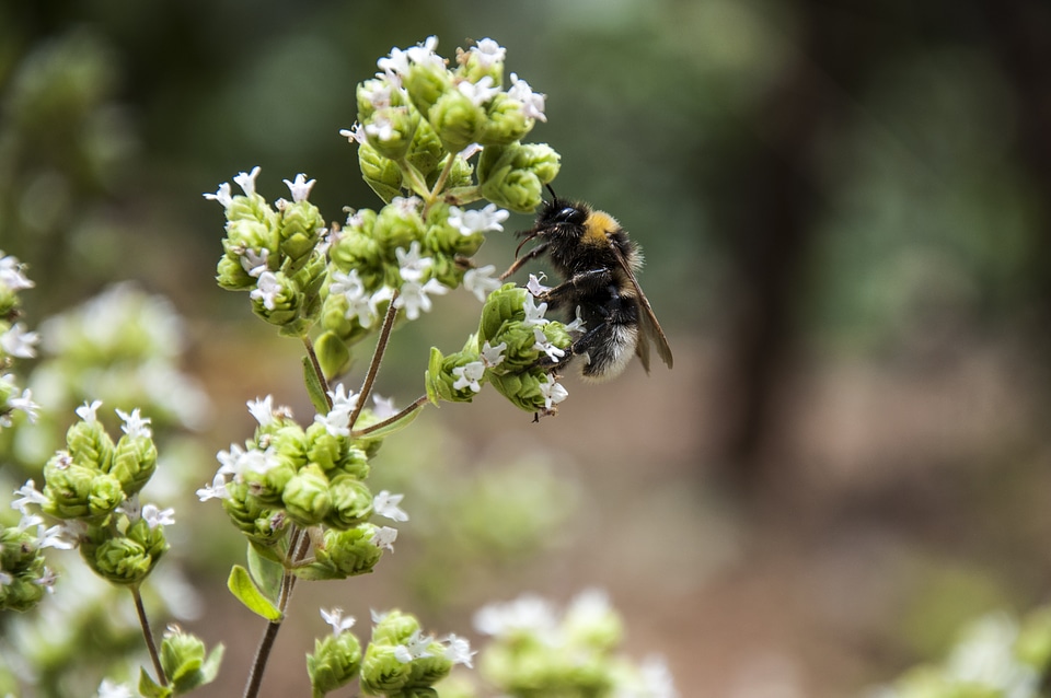 Insect bee spring photo