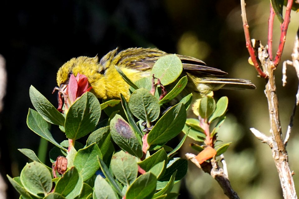 Hawaiʻi ʻAmakihi