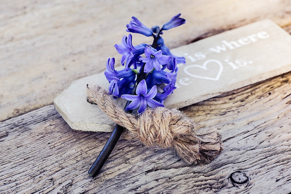 Bloom fragrant flower blue
