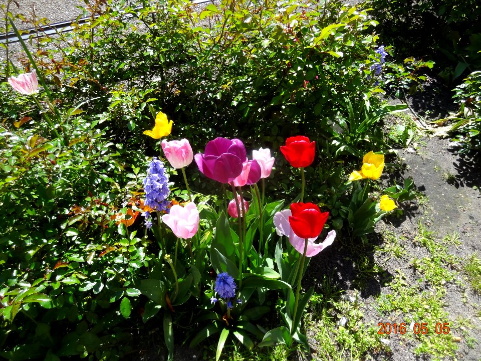 paulus potterstraat tulpen 160505 (1)