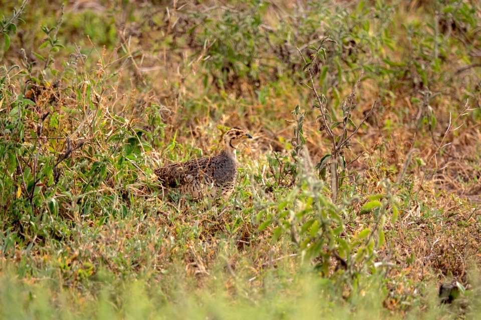 (Galliformes: Phasianidae) Peliperdix coqui ♀, Coquifrankolin / Coqui francolin