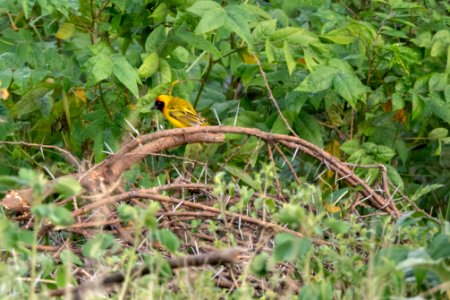 (Passeriformes: Ploceidae) Ploceus vitellinus, Sahelvävare / Vitelline masked weaver