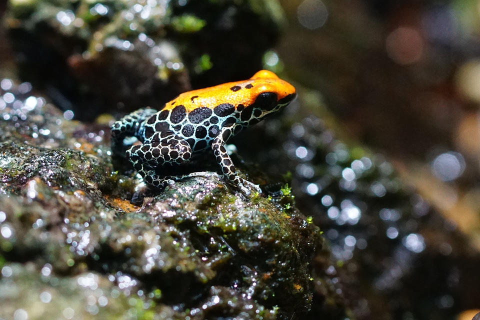 Amphibian red back poison frog tiny