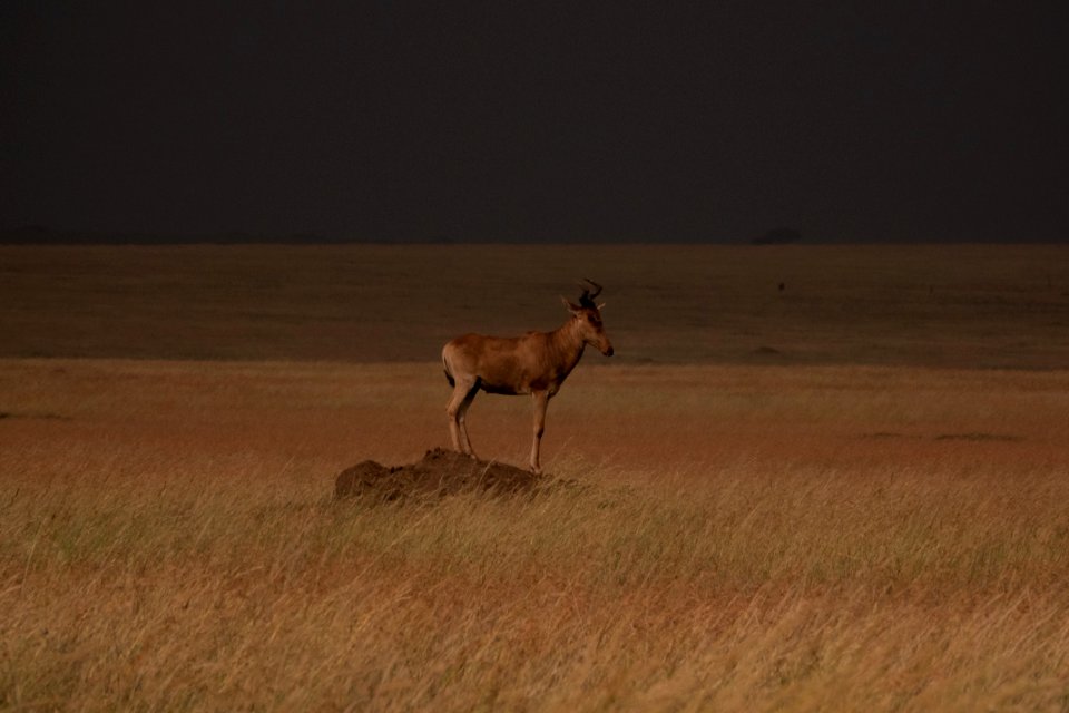 (Artiodactyla: Bovidae) Alcelaphus buselaphus, Hartebeest