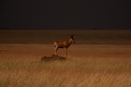 (Artiodactyla: Bovidae) Alcelaphus buselaphus, Hartebeest