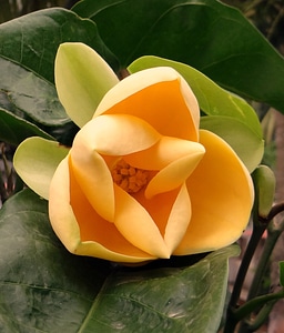 Tropical bloom blooming