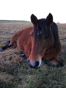 Horse attention curious photo