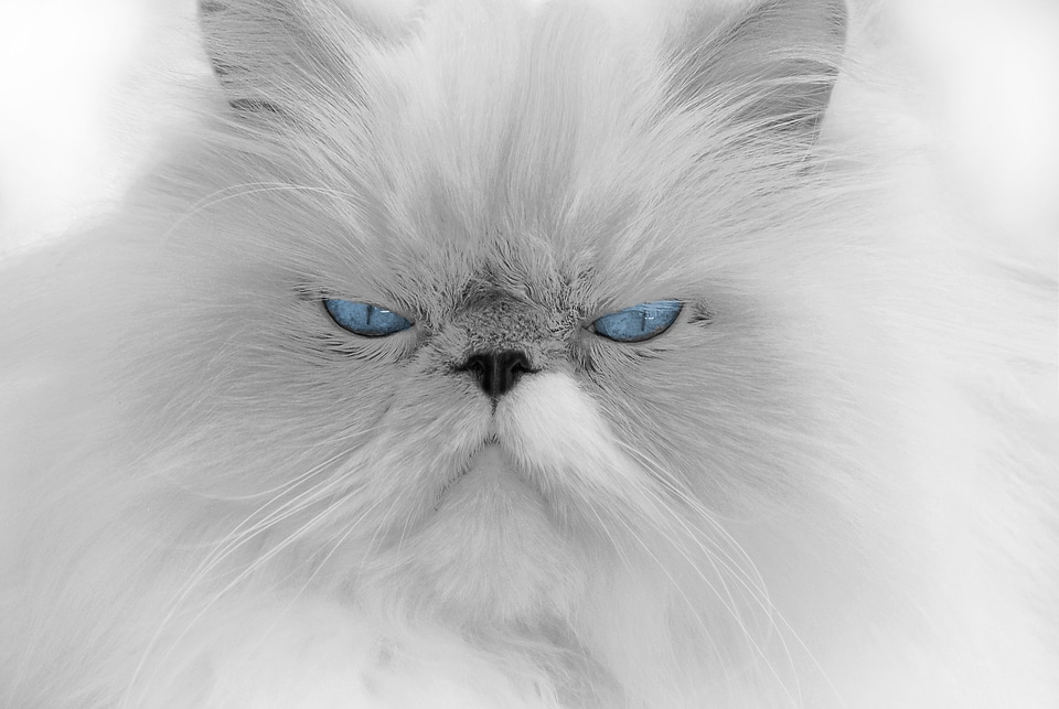 Blue eyes beautiful animal