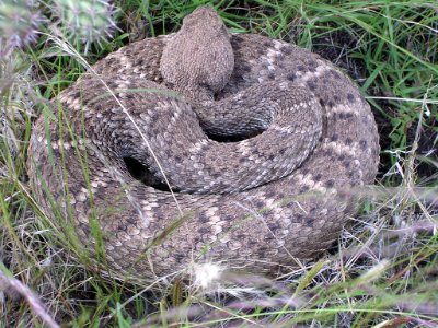 04 nonplot snake6 06062006090101