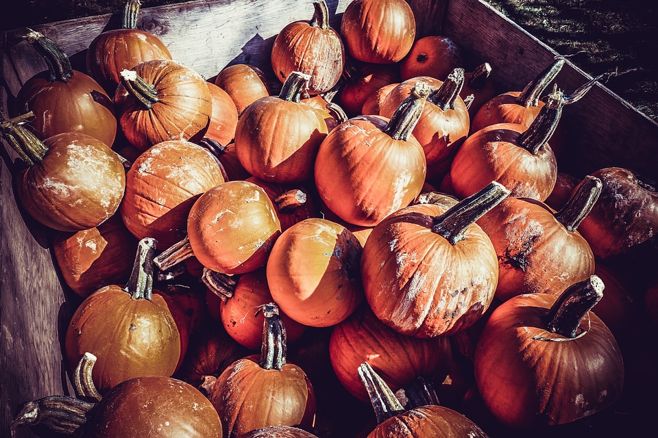 Halloween autumn vegetable