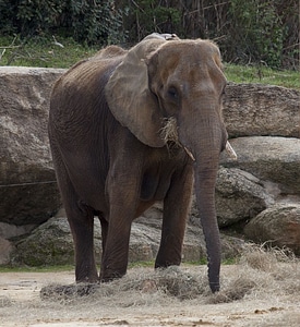 Nature animal trunk