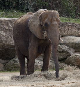 Nature animal trunk photo