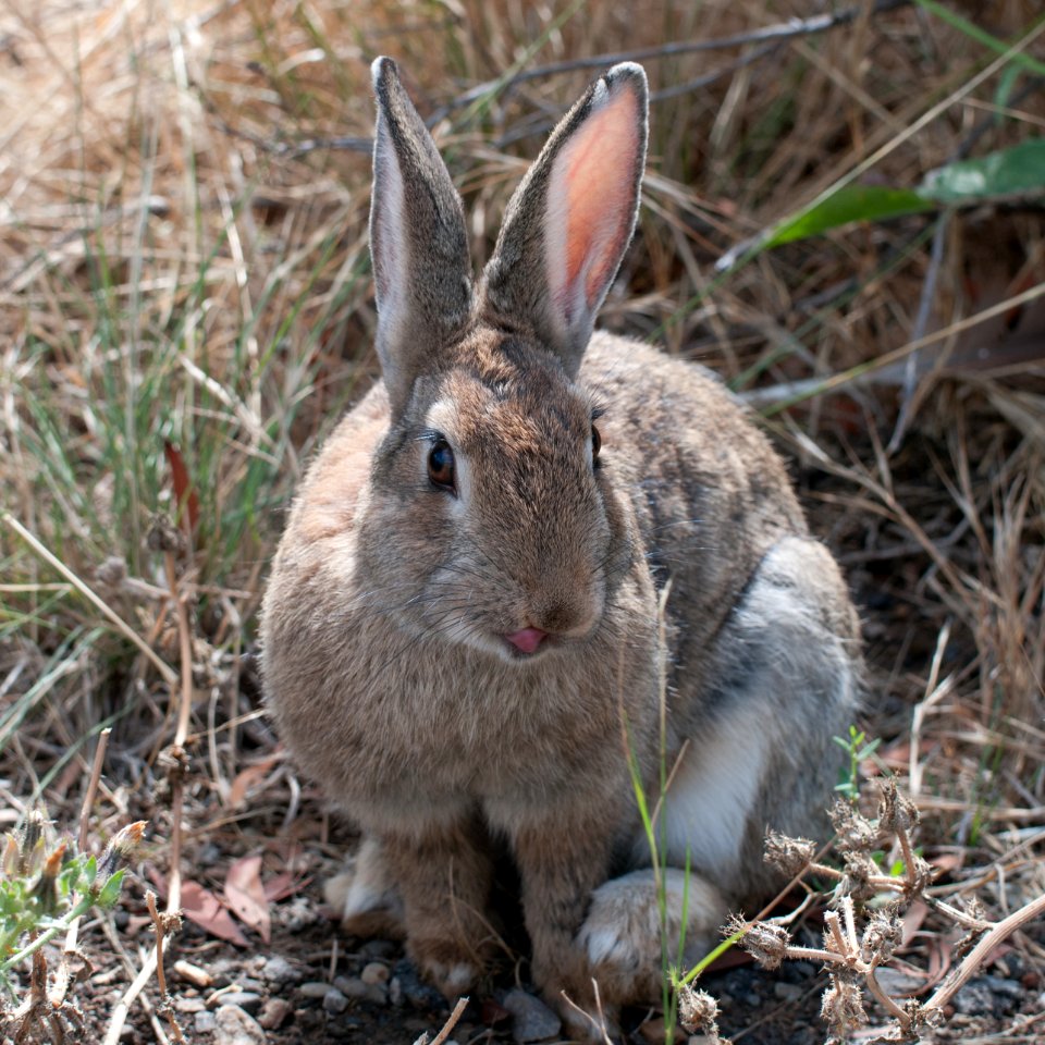 Rabbit Tongue