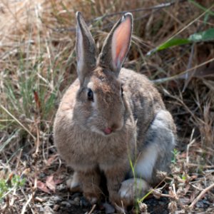 Rabbit Tongue photo