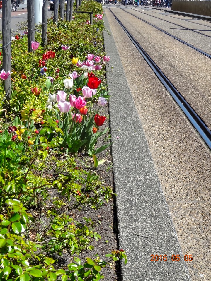 paulus potterstraat tulpen 160505 (10)