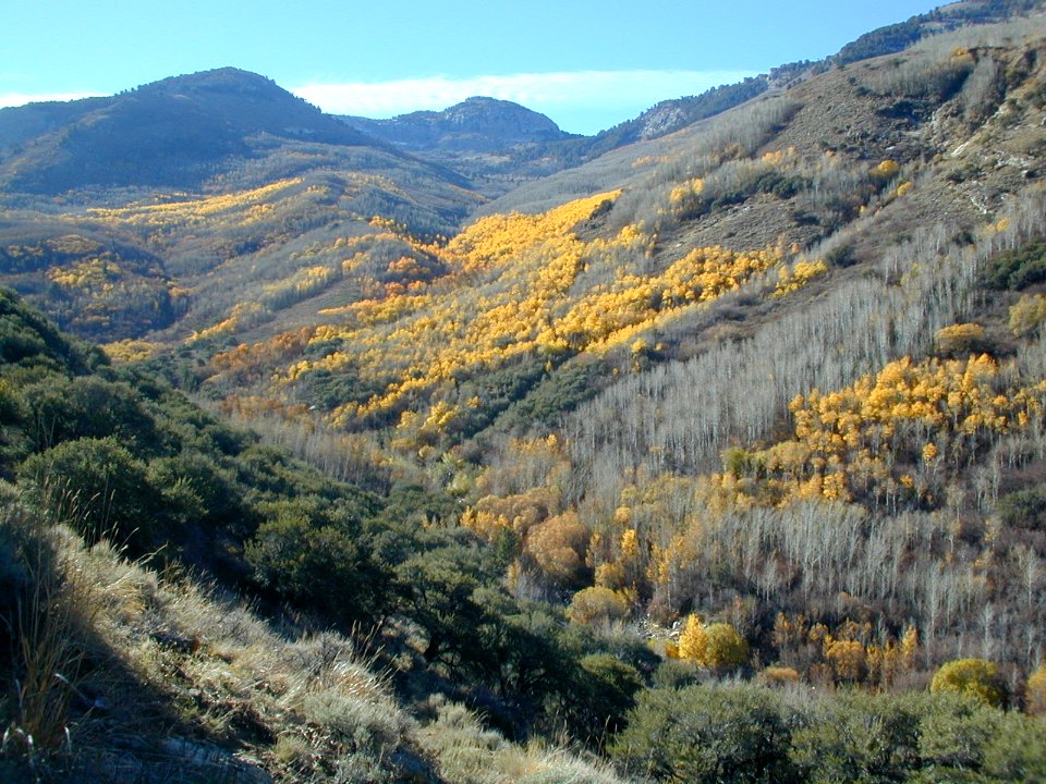32 nonplot yellowtree1 06062004090101