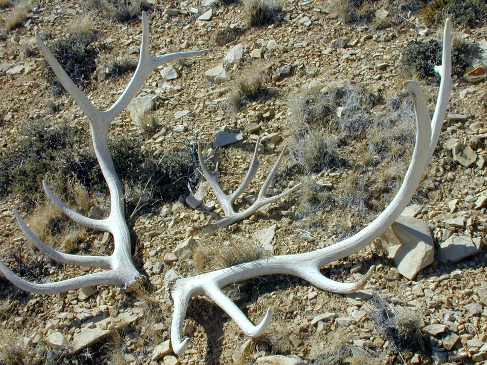 56 nonplot antlers 06062001090101