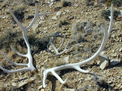 56 nonplot antlers 06062001090101