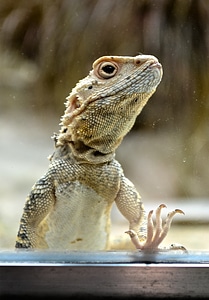 Colored zoo animal portrait