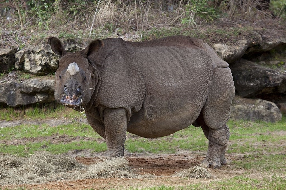 Nature animal horn