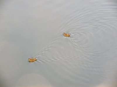 common teals