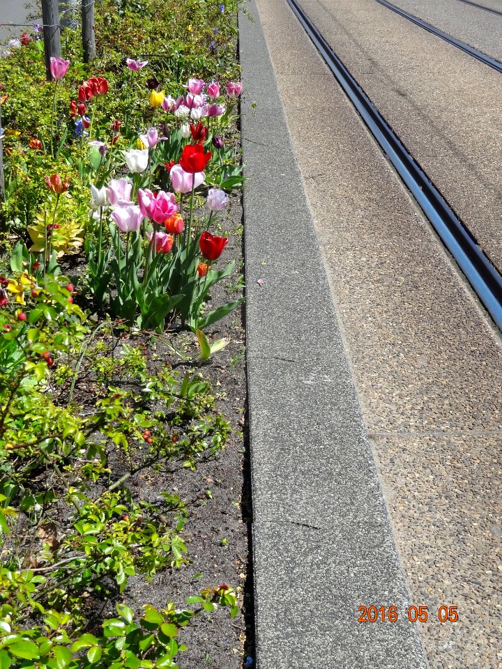 paulus potterstraat tulpen 160505 (9)