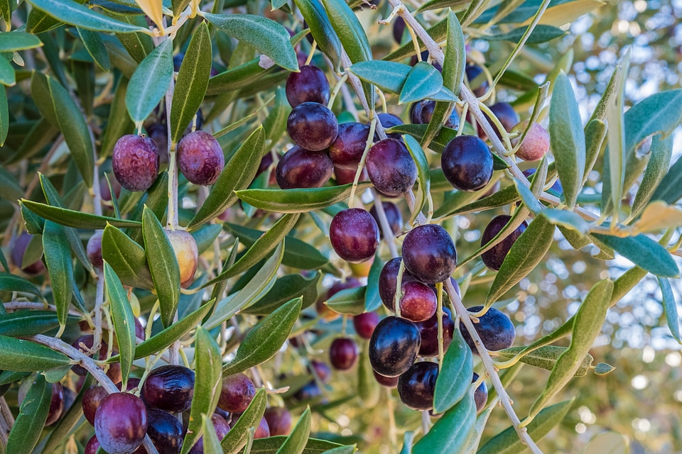 Harvest leaves fruit