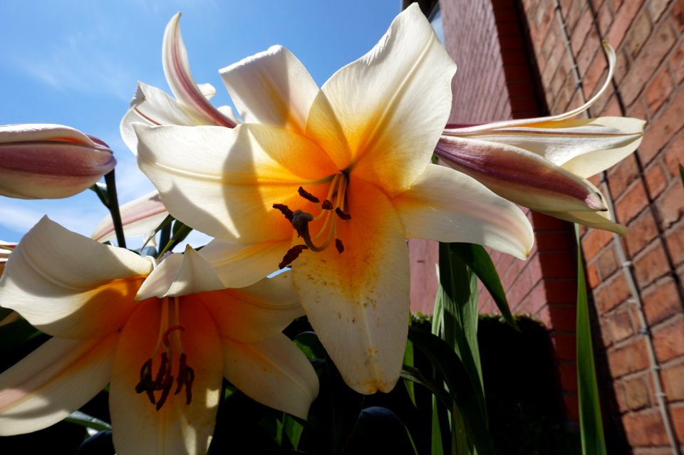 White Lilies