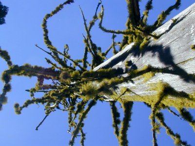 lichen tree coolwater photo