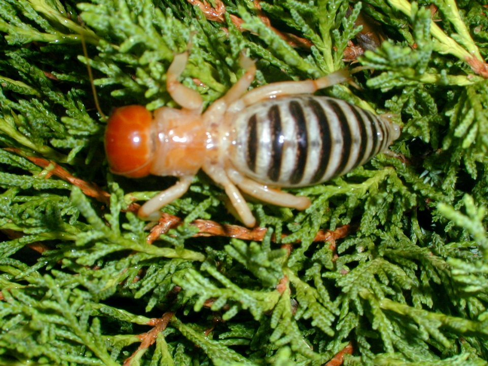 49 nonplot sandbeetle2 06062002090101 (1)