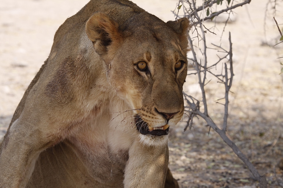 Fauna animal animal world