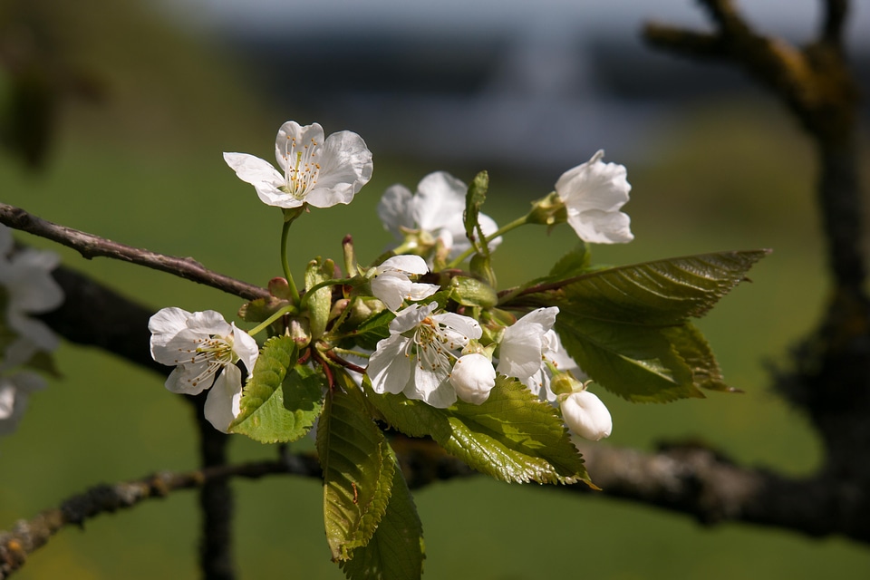 Flowers cherry spring
